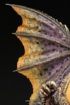Nergigante