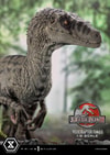 Velociraptor Female Collector Edition (Prototype Shown) View 15