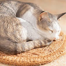 Sleeping Tabby Cat Statue