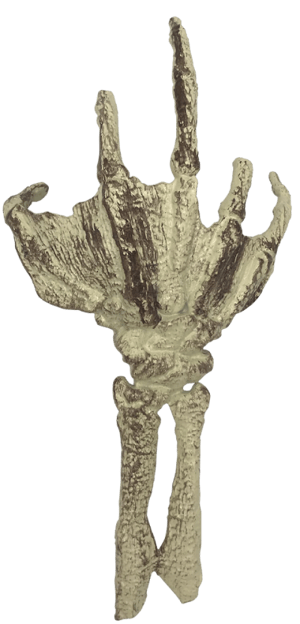 Fossilized Creature Hand Scaled Replica