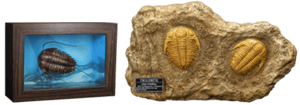 Trilobites Miniature Frame & Fossil Deluxe Scaled Replica