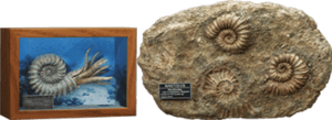 Nautilus Miniature Frame & Fossil Deluxe Scaled Replica