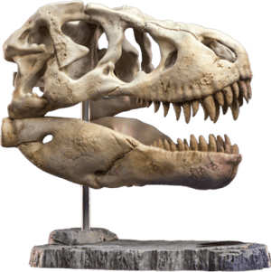 T-Rex Head Skull Scaled Replica