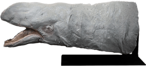 Space Slug Star Wars Prop Replica Image