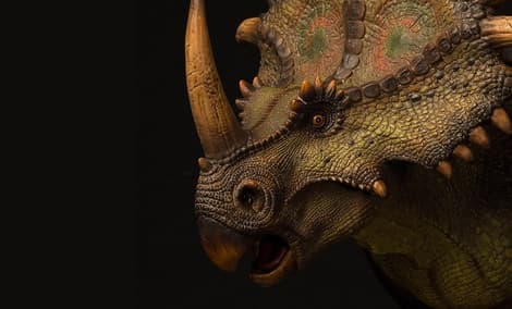 Gallery Feature Image of Styracosaurus Bust - Click to open image gallery