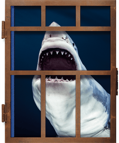 Michael Muller. Sharks Michael Muller Book Image