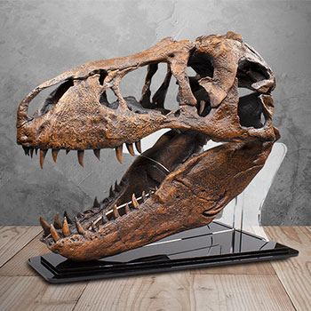jurassic park t rex skull