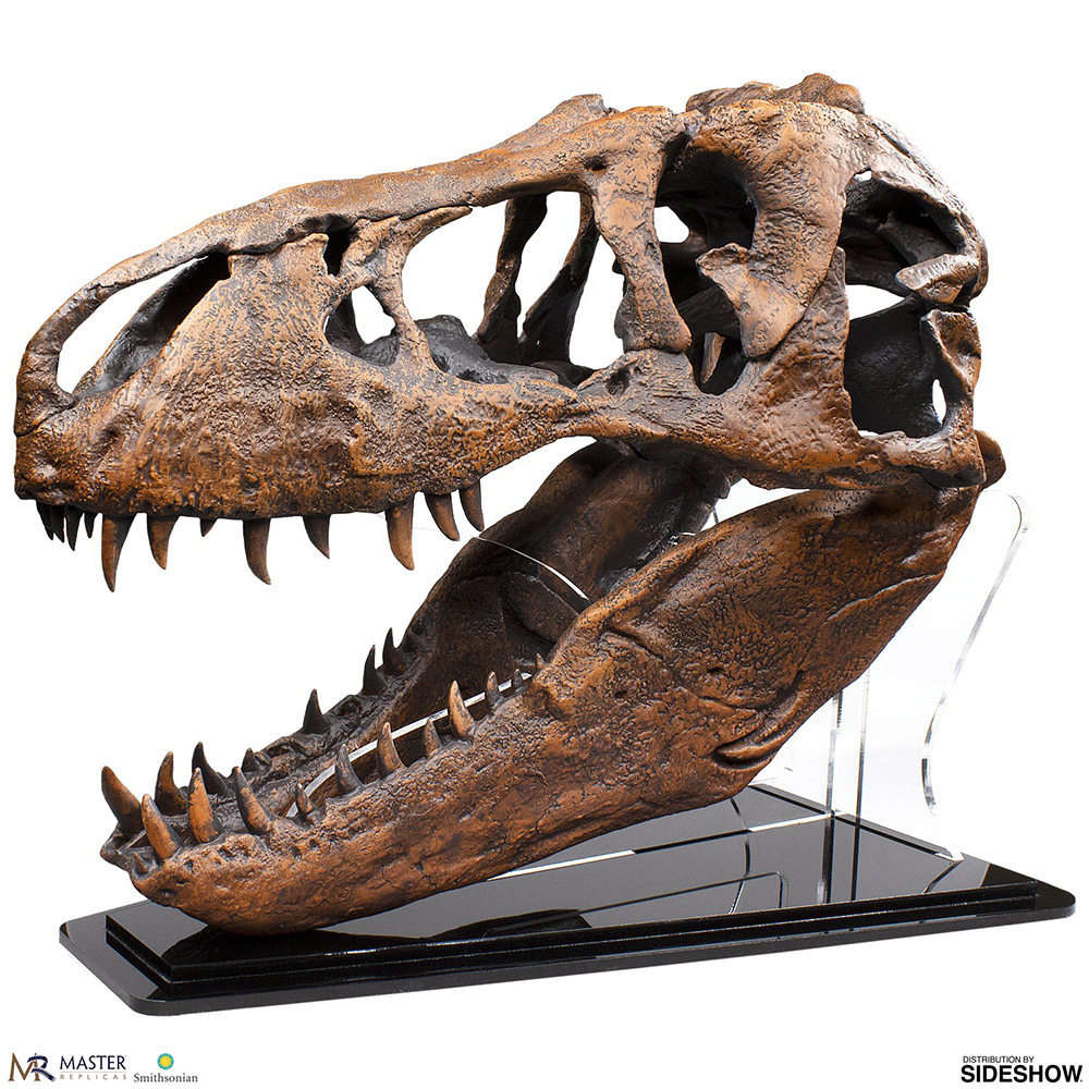 t rex real skull