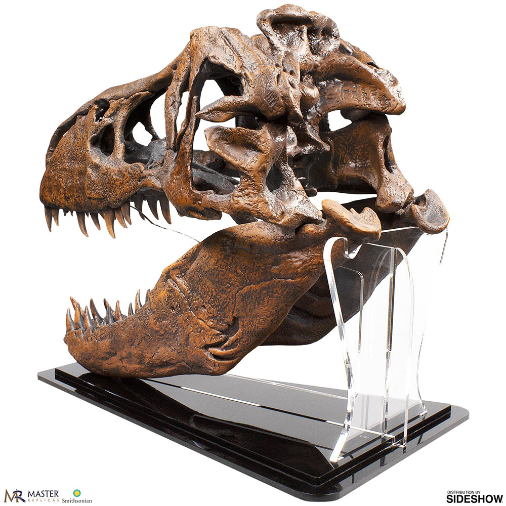 t rex skull model