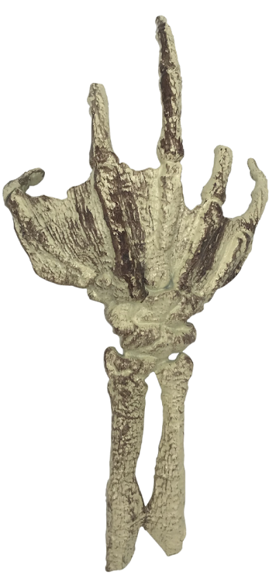 Fossilized Creature Hand